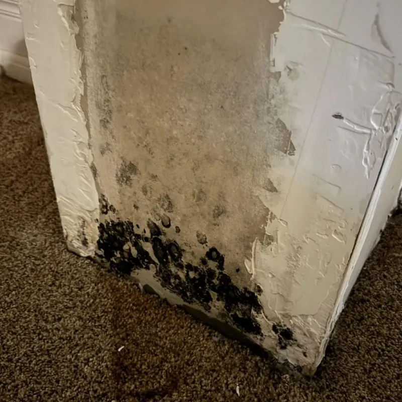 Professional Mold Removal in Dundee, NY